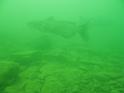 Scuba Table Rock 144